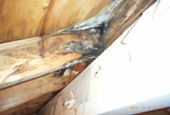 小屋裏の結露で垂木に腐朽菌の発生
